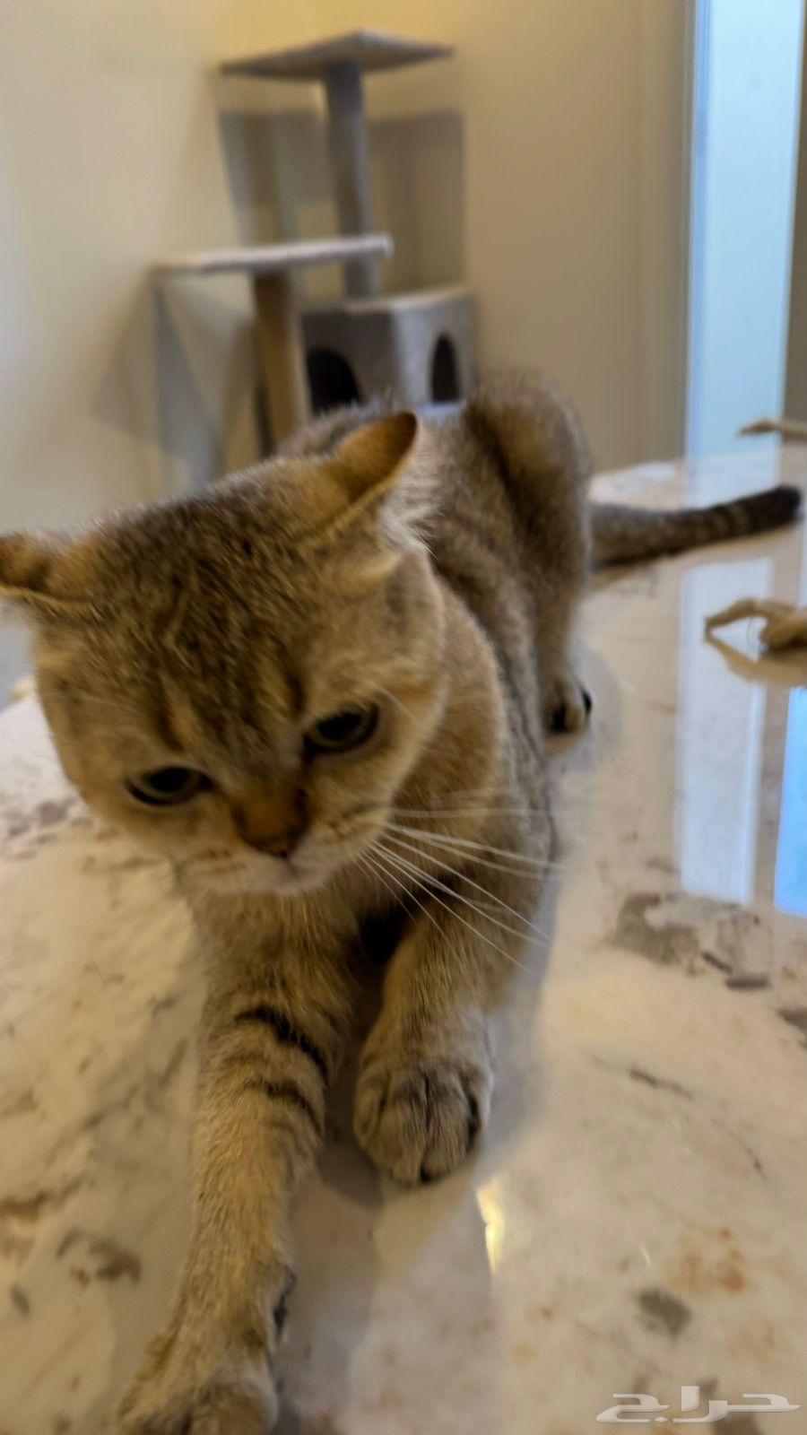 قطوه سكوتش فولد64402761976706110