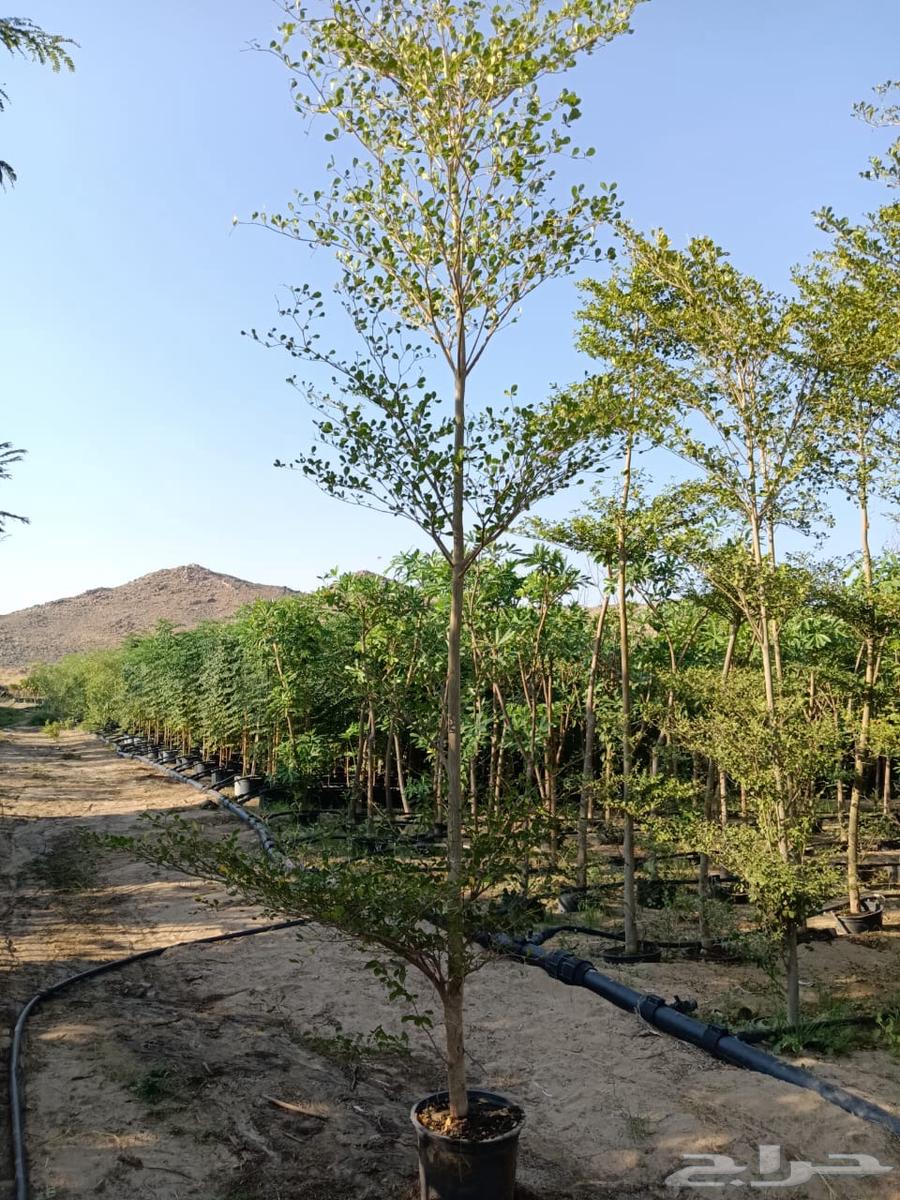 High-quality date palm tree seedlings at suitable prices63619552867970111