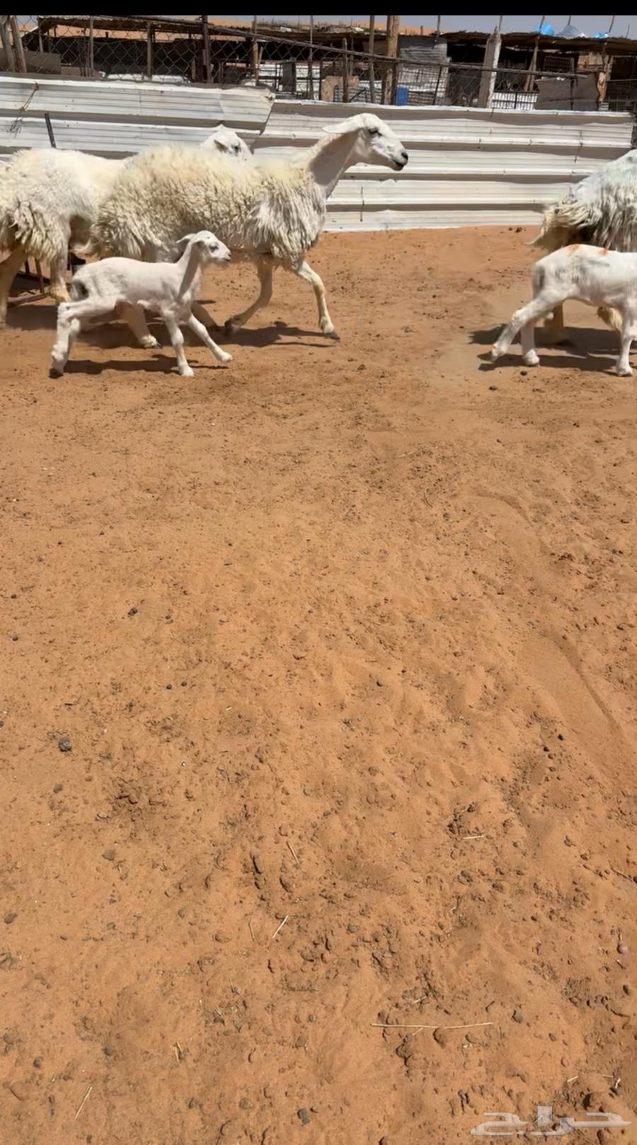 تم البيع64407182413058110