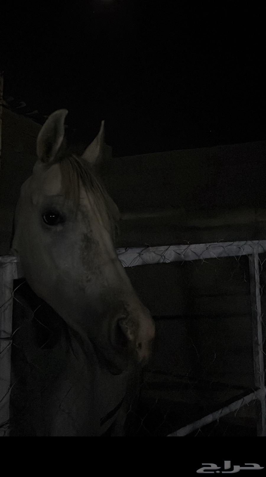 مهر واهو64405292590722111