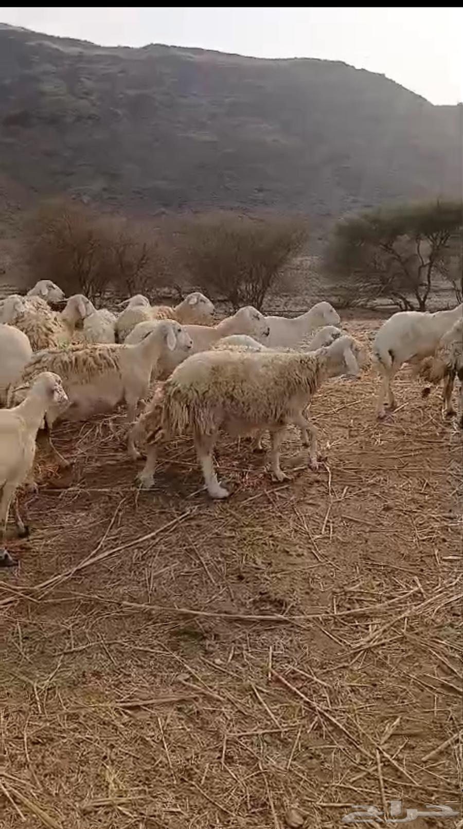 لبيع ضان64412197374081113