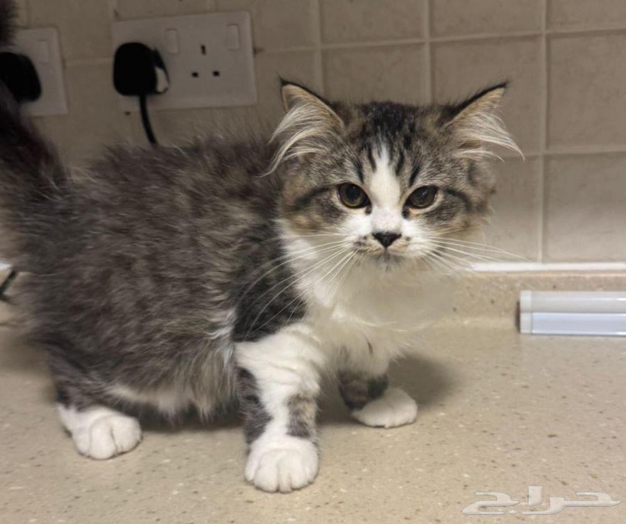 قطط شيرازي مستوى عالي64405376268546110