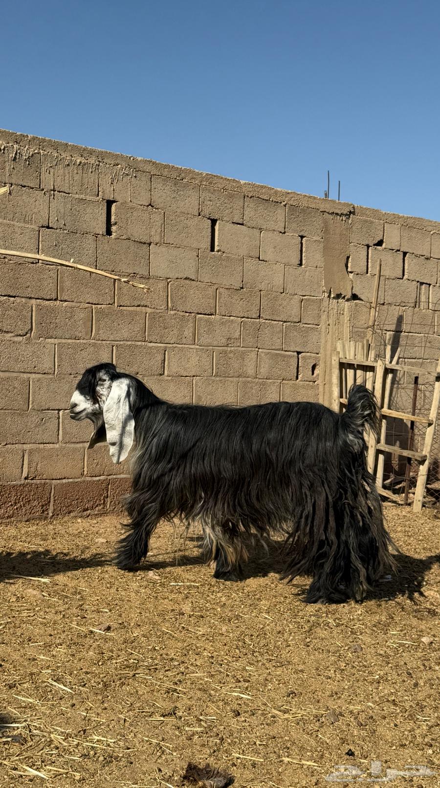 للبيع عنز عارضيه صننف ماشاءالله64409129764609111