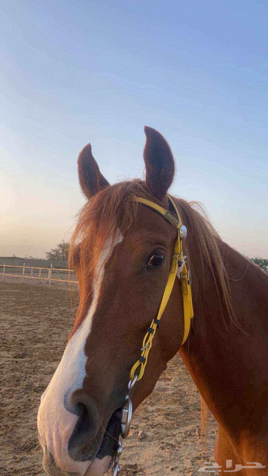 حصان فحل64411768530179113