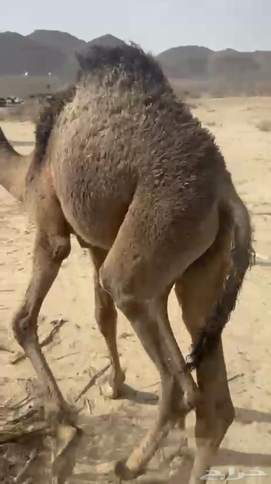 قعود لباني على حليب امه اثمان64408920072321112