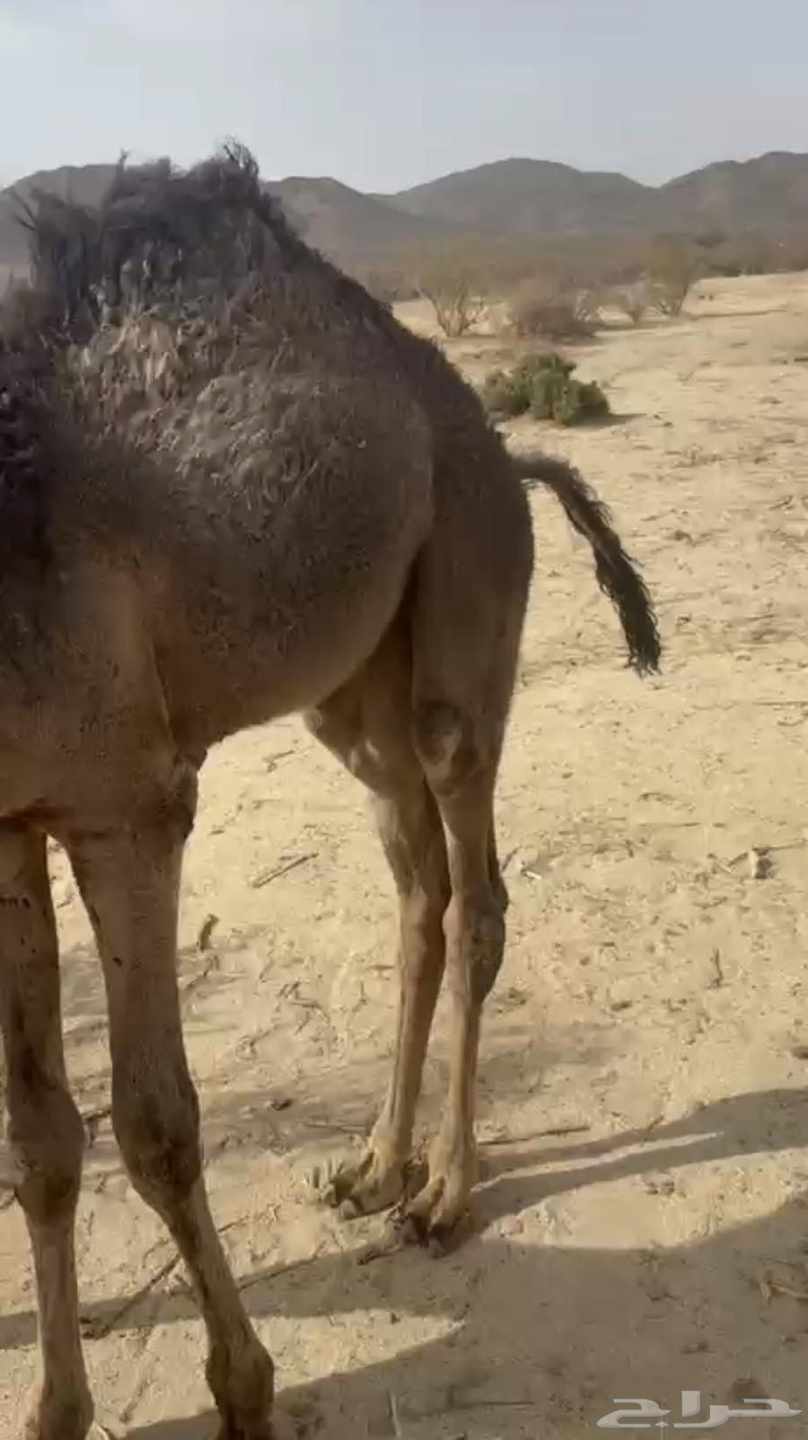 قعود لباني على حليب امه اثمان64408920072321114