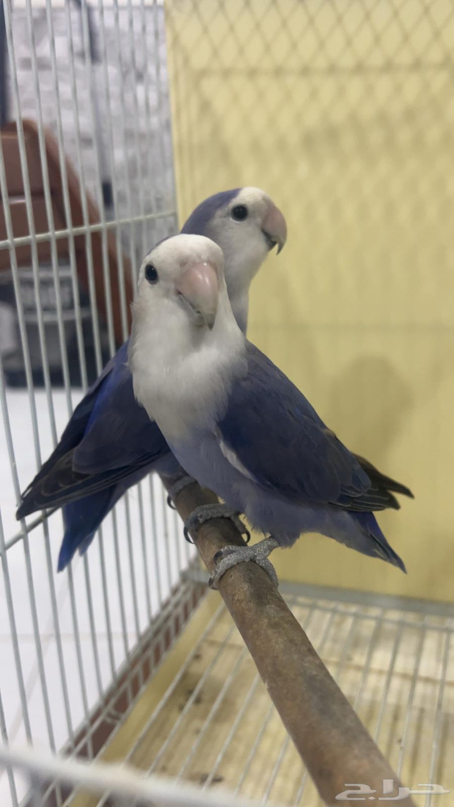 للبيع جوز روز فايلوت منتجين الي توقف عليه سومه نصيبه64405680493185111