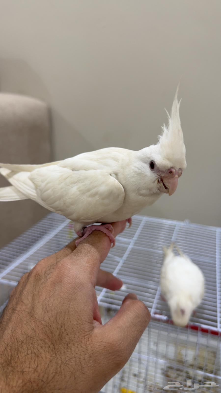 طيرين كروان ذكر وانثى64411283883779111