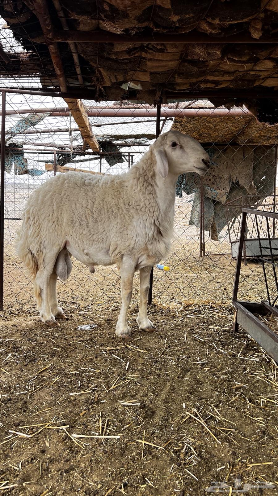 Highly Conditioned Trunk Class64408822317954112