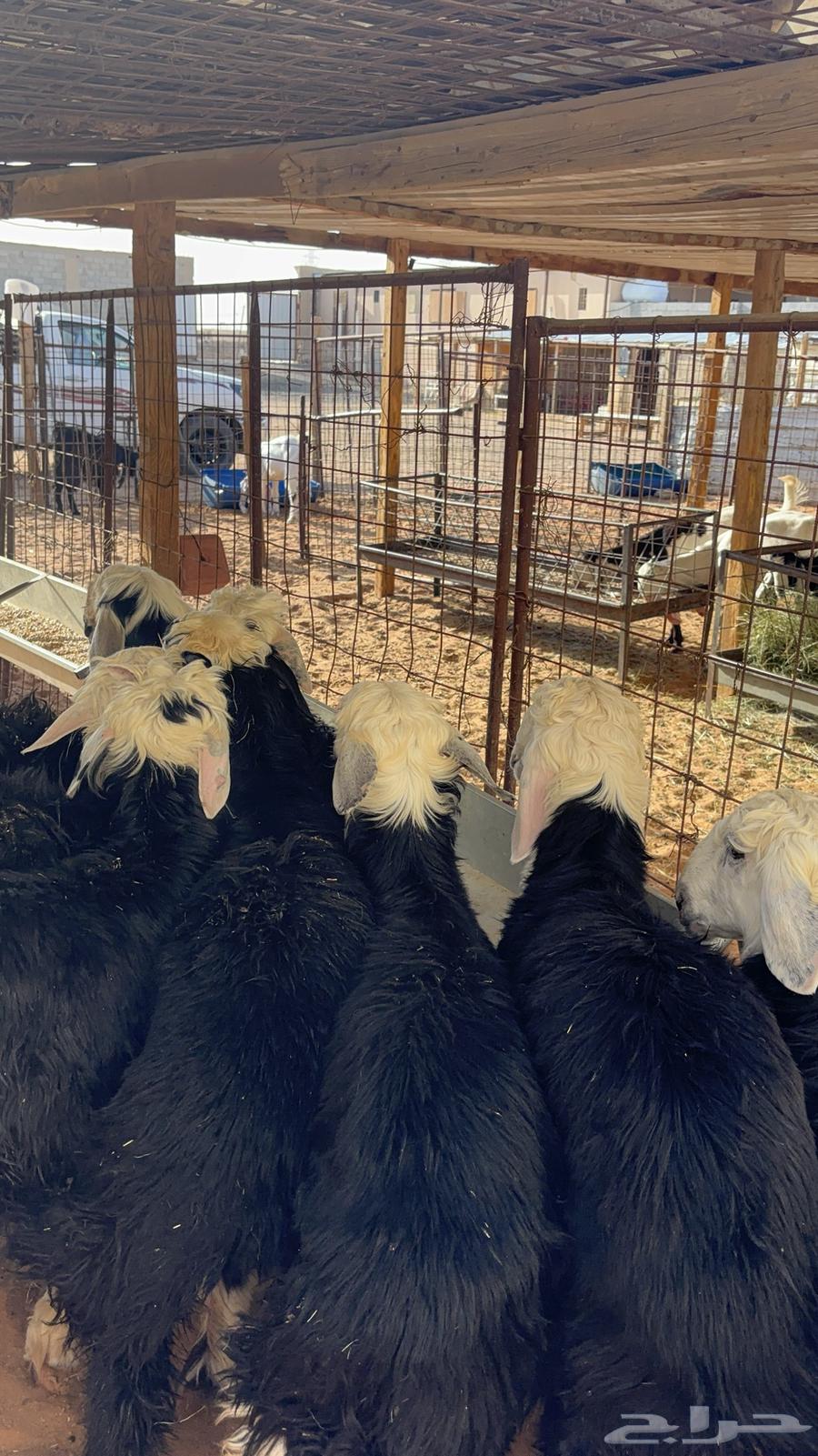 خرفان نجد ب 145064406457954946110