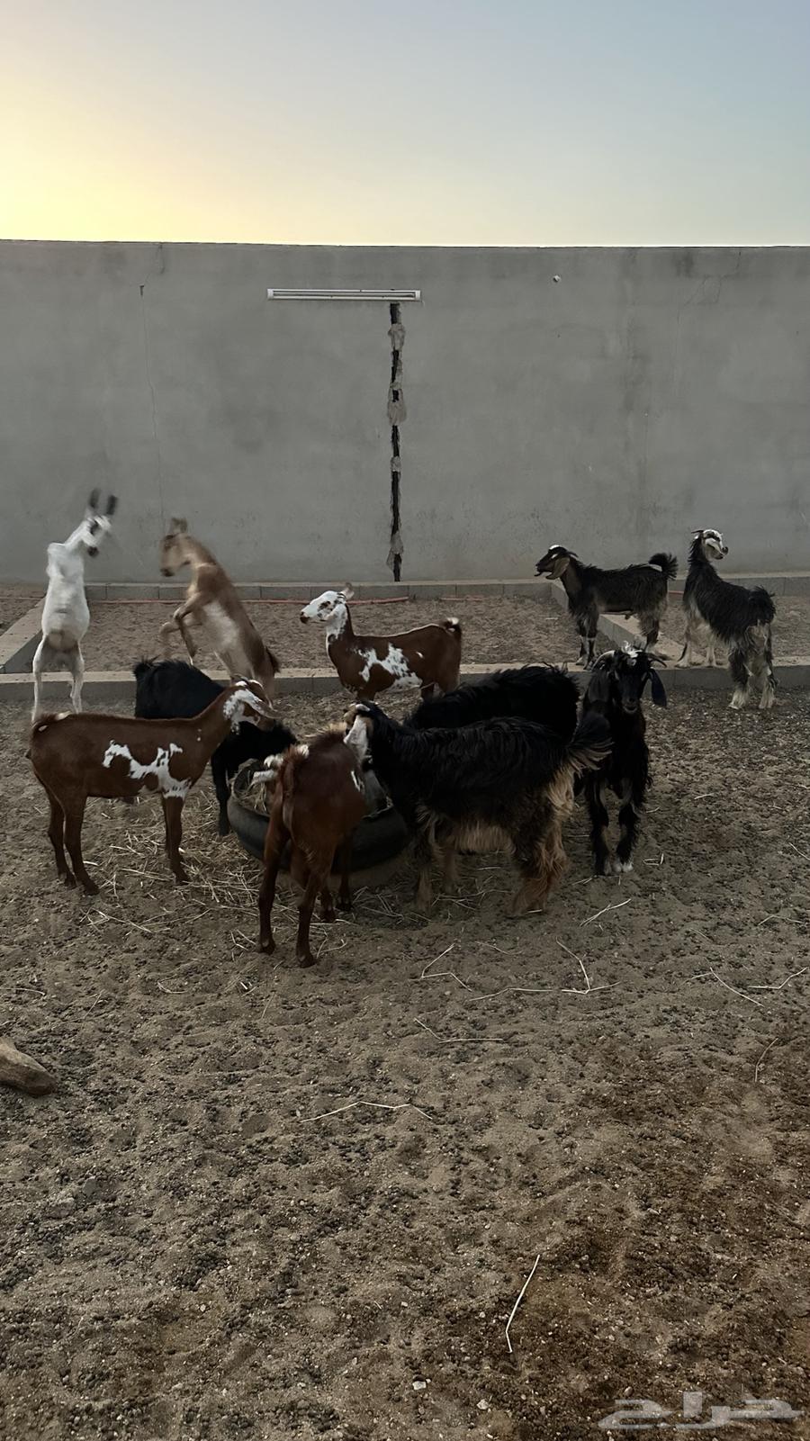 5جفار و 7 تيوس ذبايح أو تربية64410961256707112