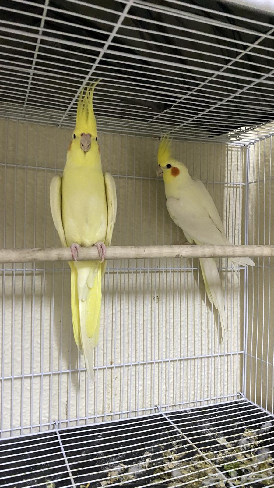 Crown Pair64410116356226112