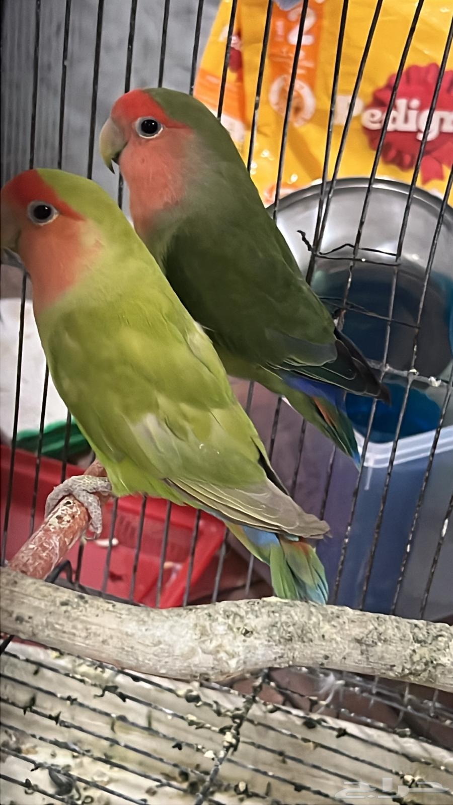 للبيع جوز روز الي توقف عليه سومه نصيبه64408723312385110