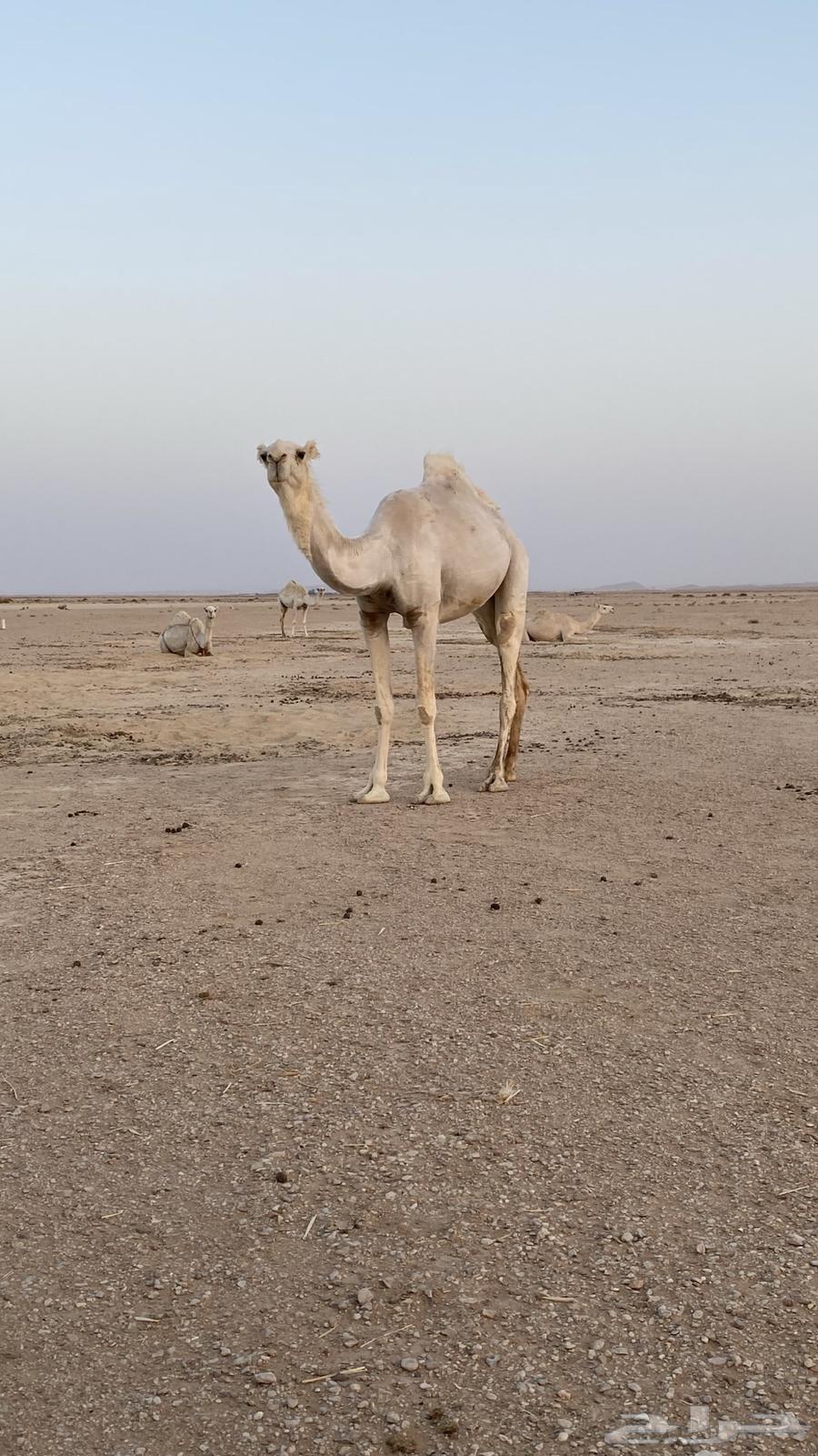 Tomorrow's sacrificial sheep is worthy of its price, come on lovers of fine sheep64411473656065112