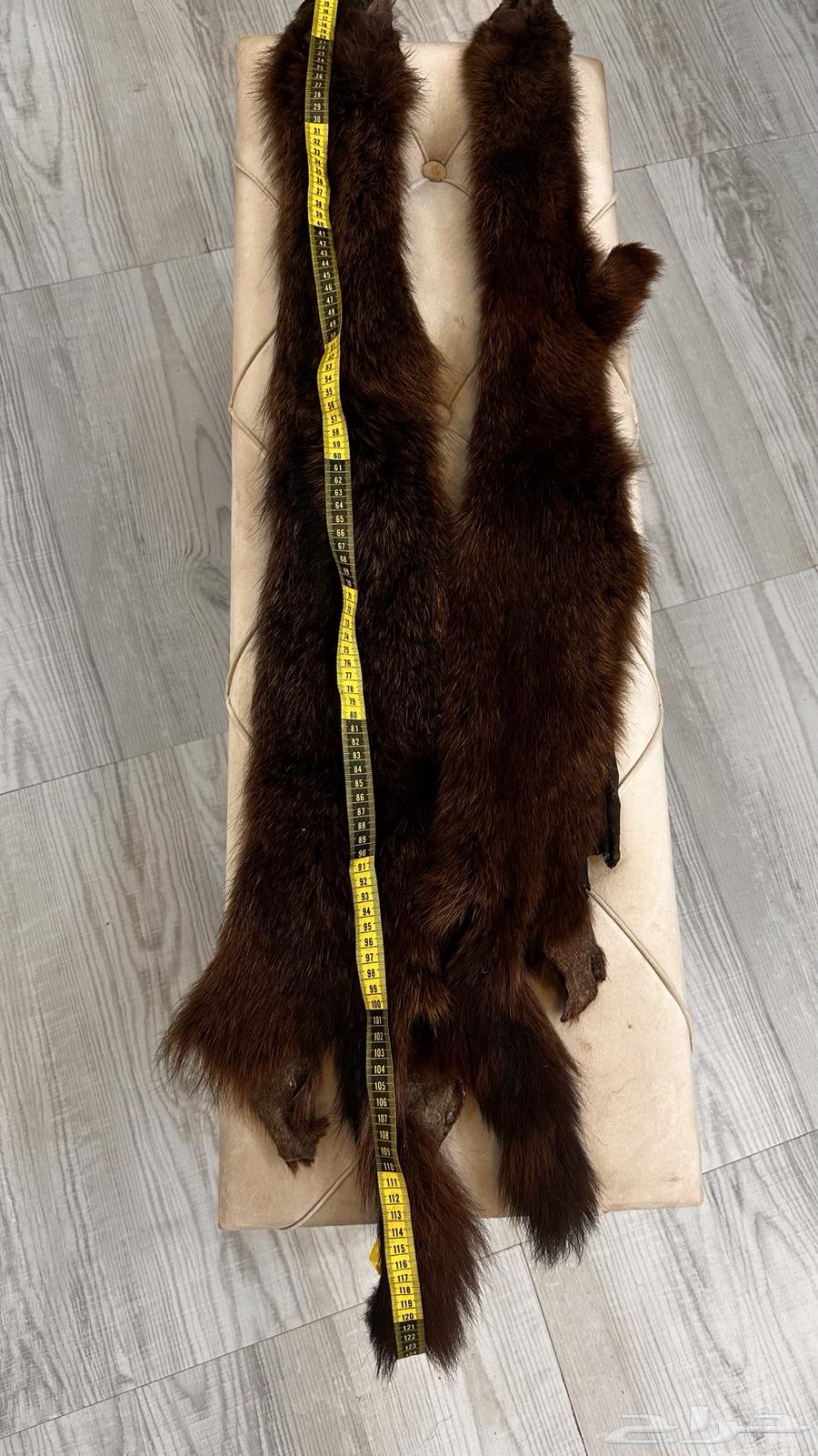 فرو جلد ذيب روسي ( حقيقي)64407880638339112