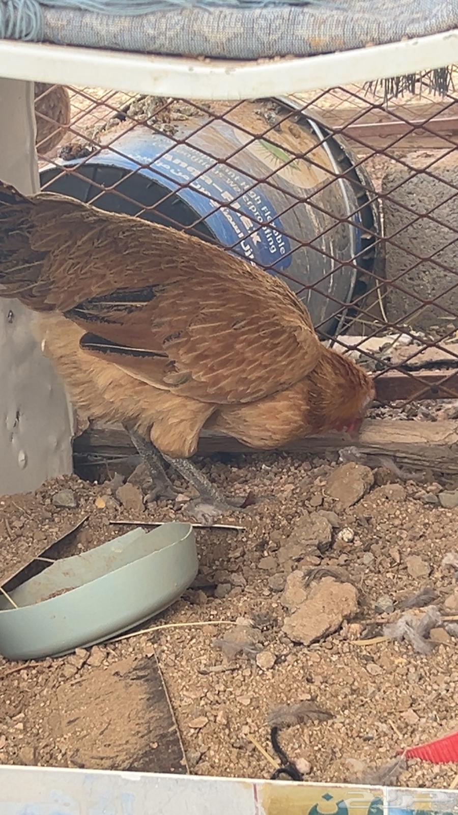 دجاج مع شبكه للبيع رفائع الجمش64409227072130114