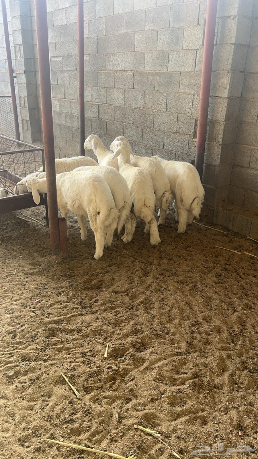 طليان تم البيع64406499861890112