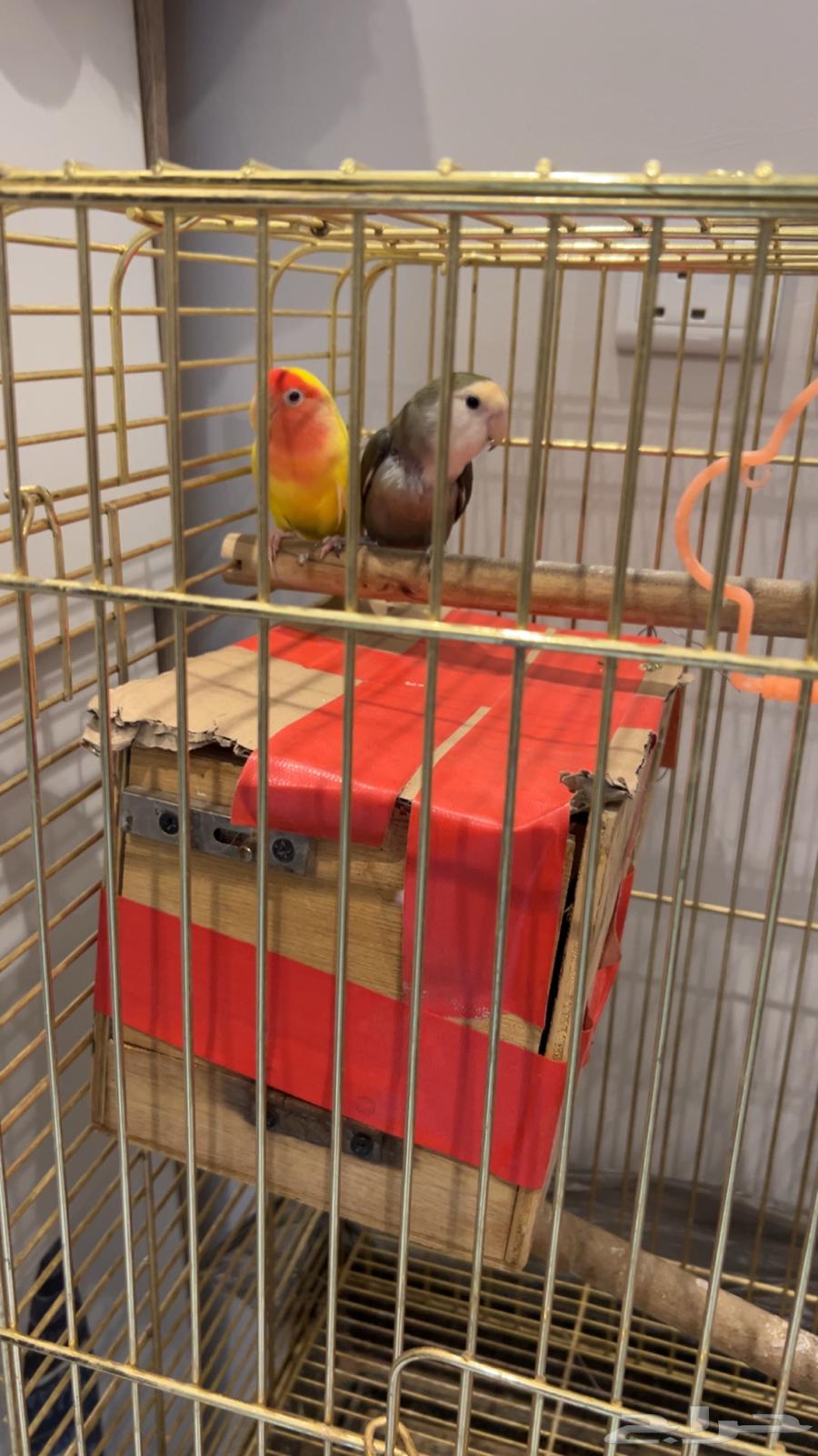 طيور روز64405778105475114