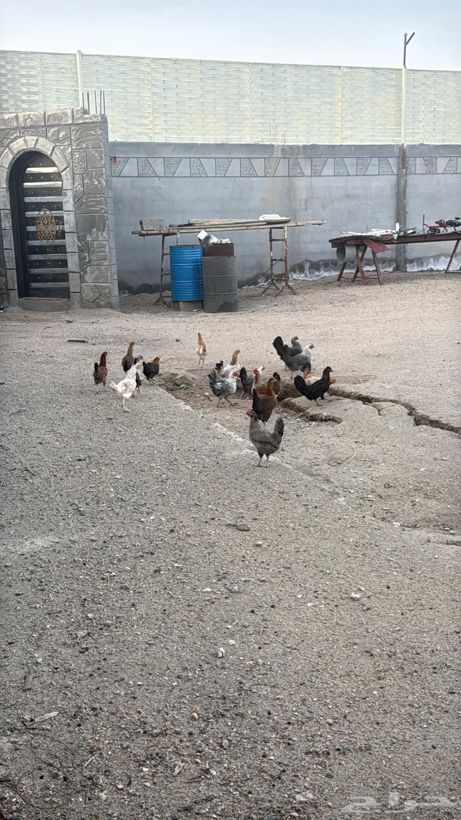 السلام عليكم ورحمة الله وبركاته64409740950531111