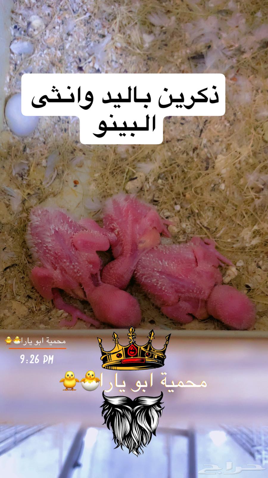 Rooster chicks, some of them known breed, new photos of chicks (Sold)64410391502849111