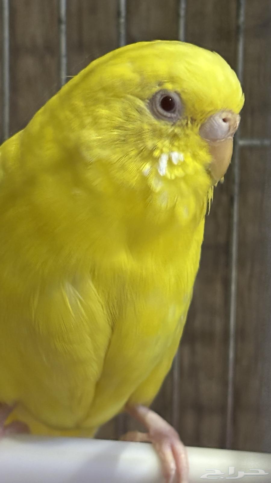 زوج بادجي (ذكر وأنثى) مع القفص للبيع64411460281218110