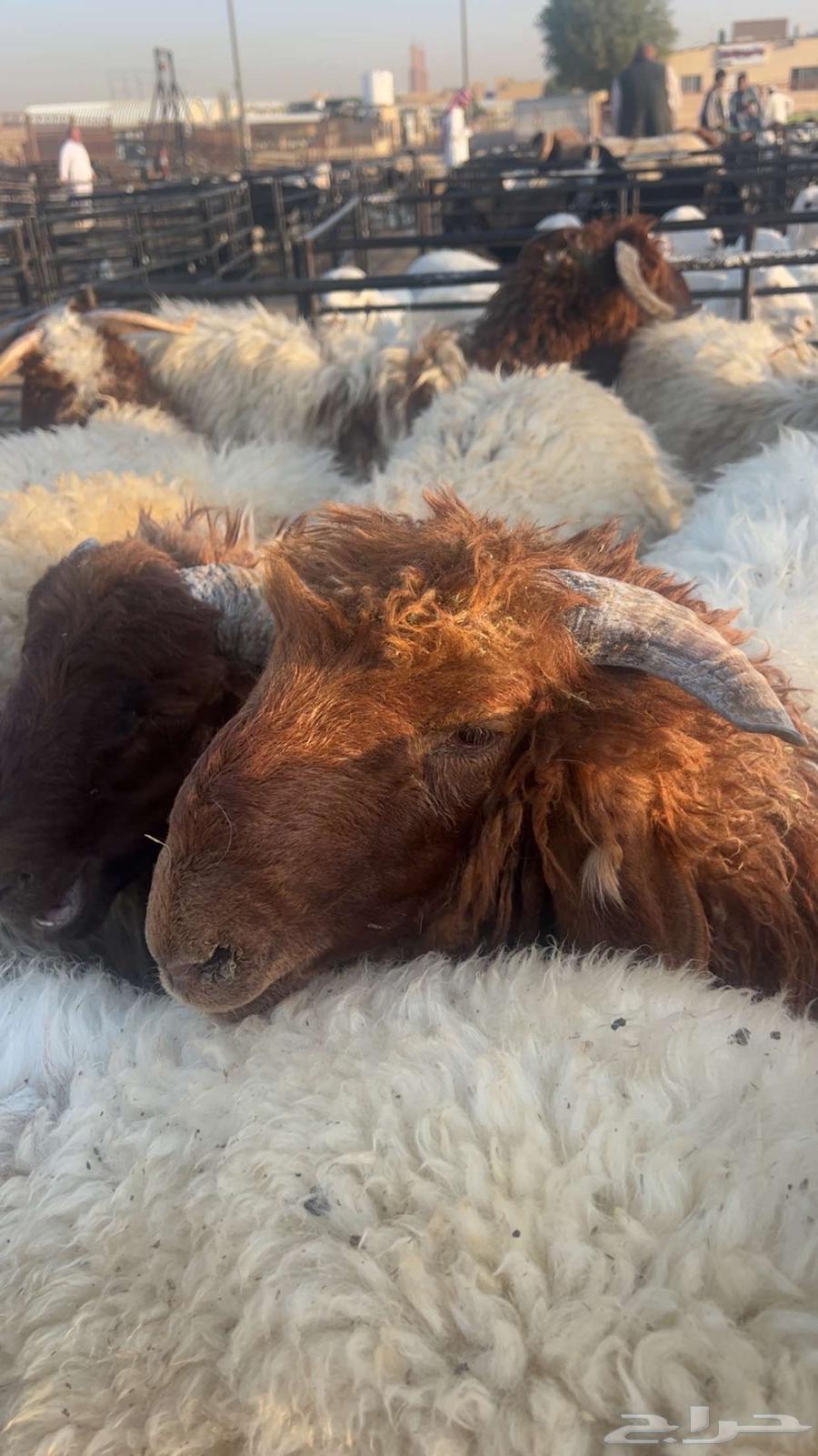 نعيمي بلدي وسط 165064408315402241110