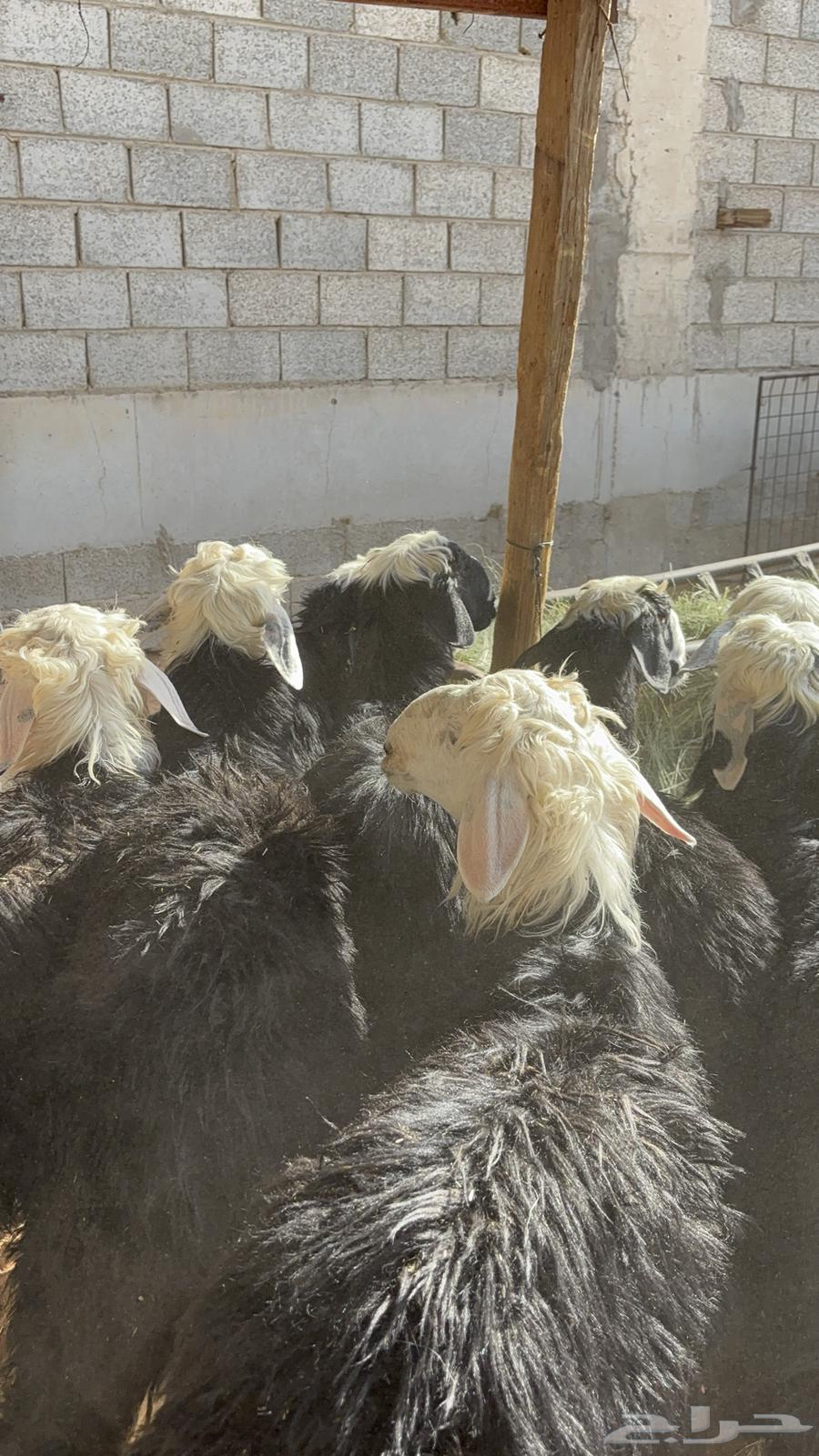 خرفان نجد ب 145064406457954946111