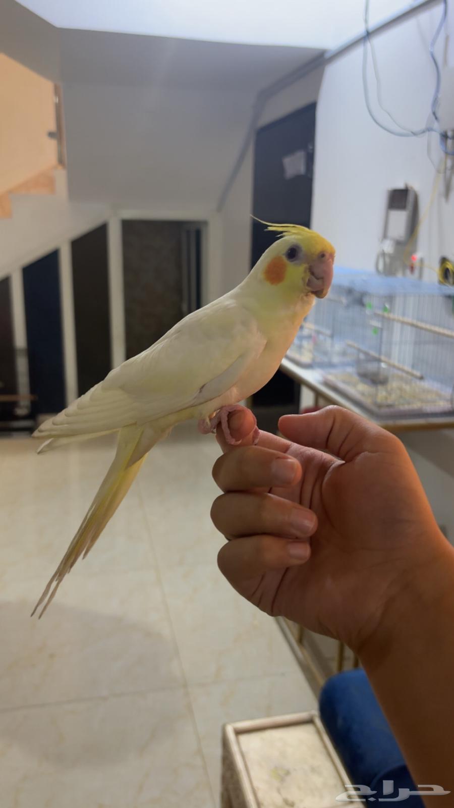 Tame Latino Crow (Sold)64409283058561110