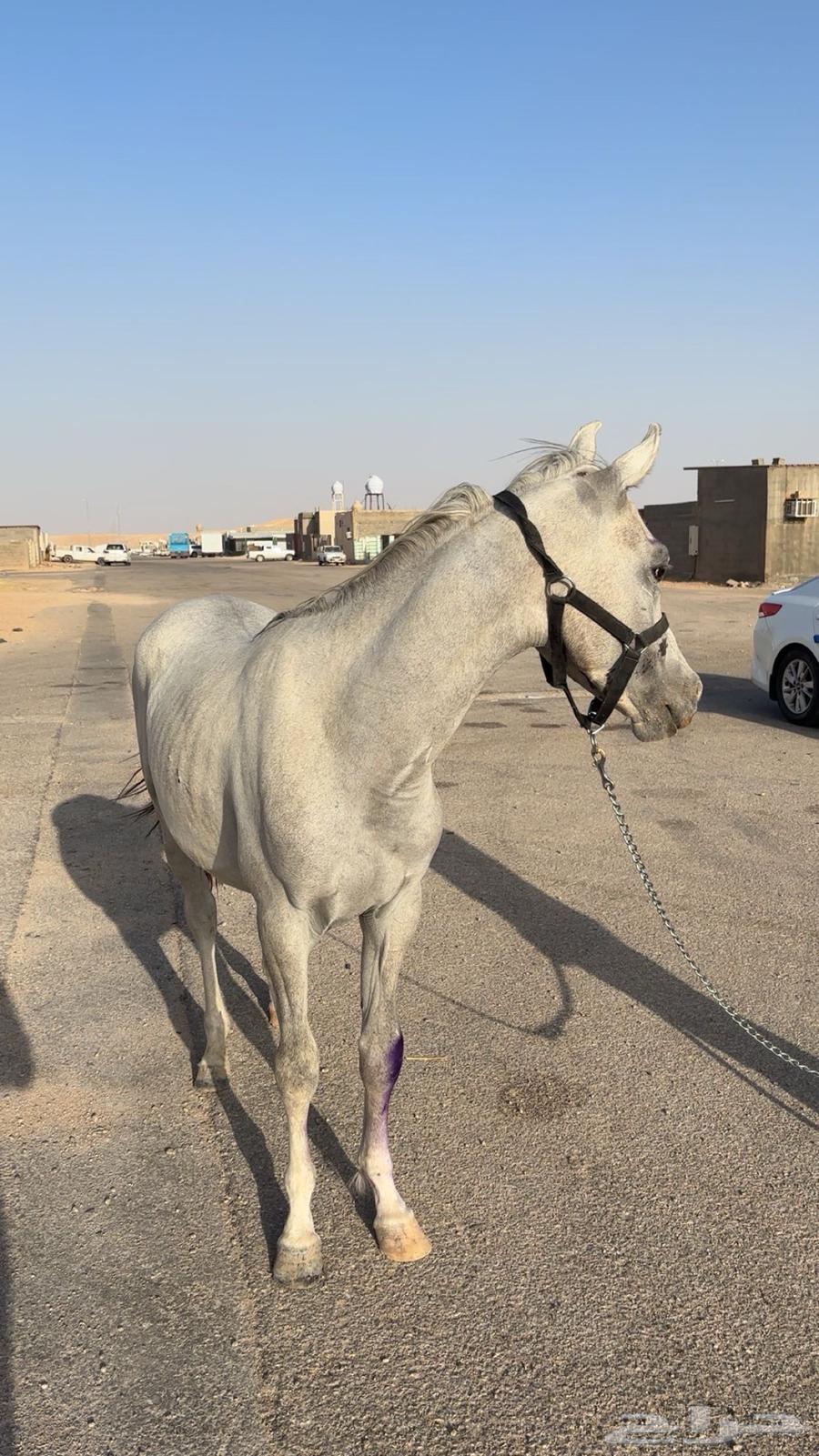 مهر واهو64405292590722110