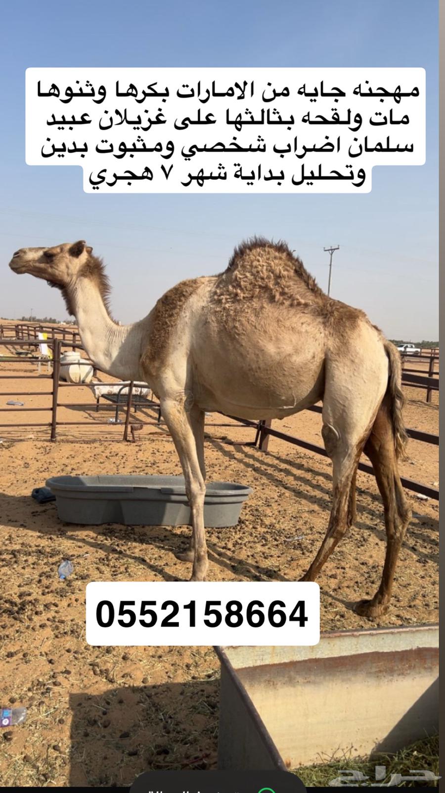 للبيع ناقه كفو64410974742403110