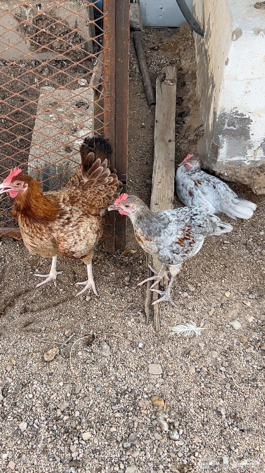 دجاج مع شبكه للبيع رفائع الجمش64409227072130111