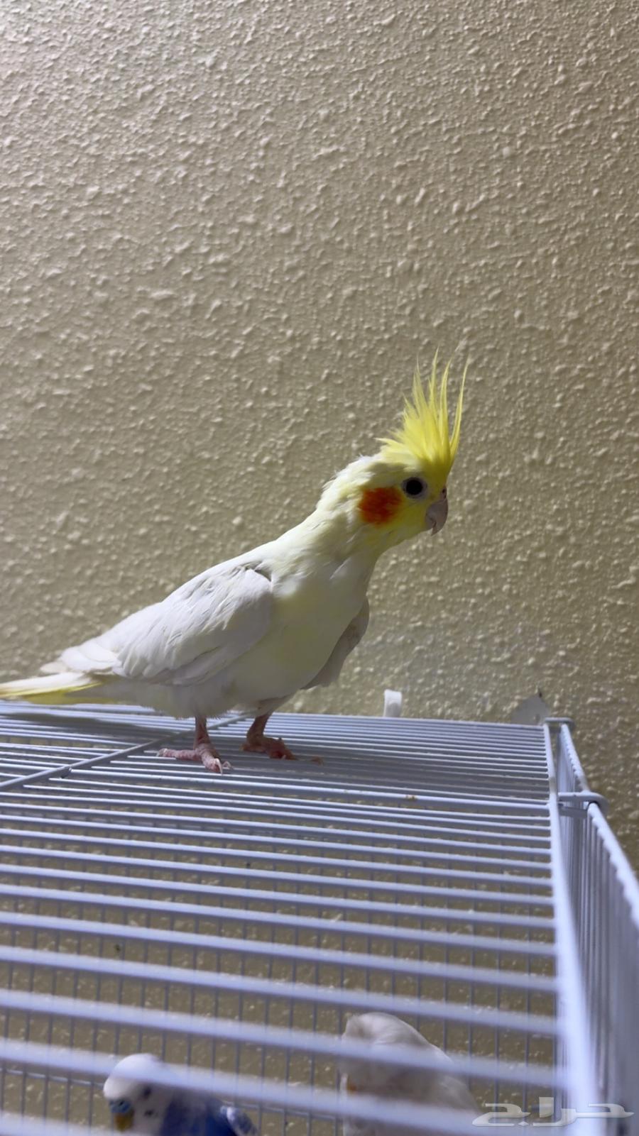 تم البيع الله يبارك للمشتري64412009286017111