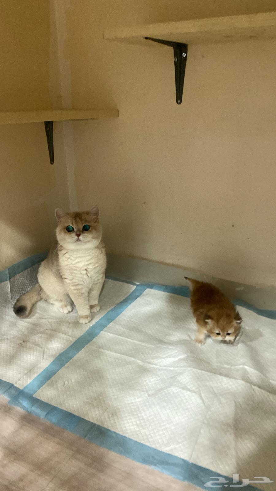 تم البيع64409699400962111