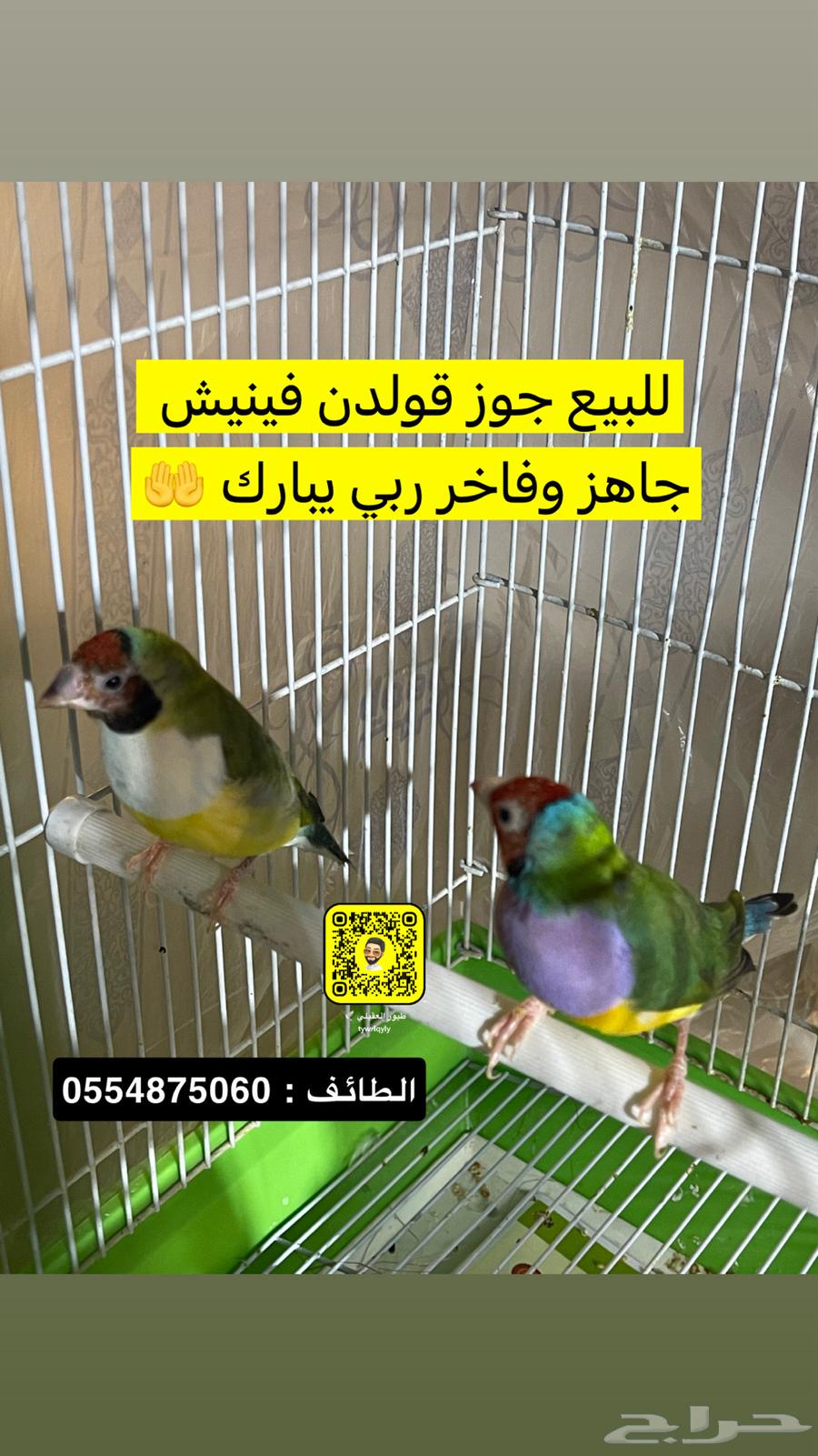 قولدين فنش جاهز وفاخر64407601159939110