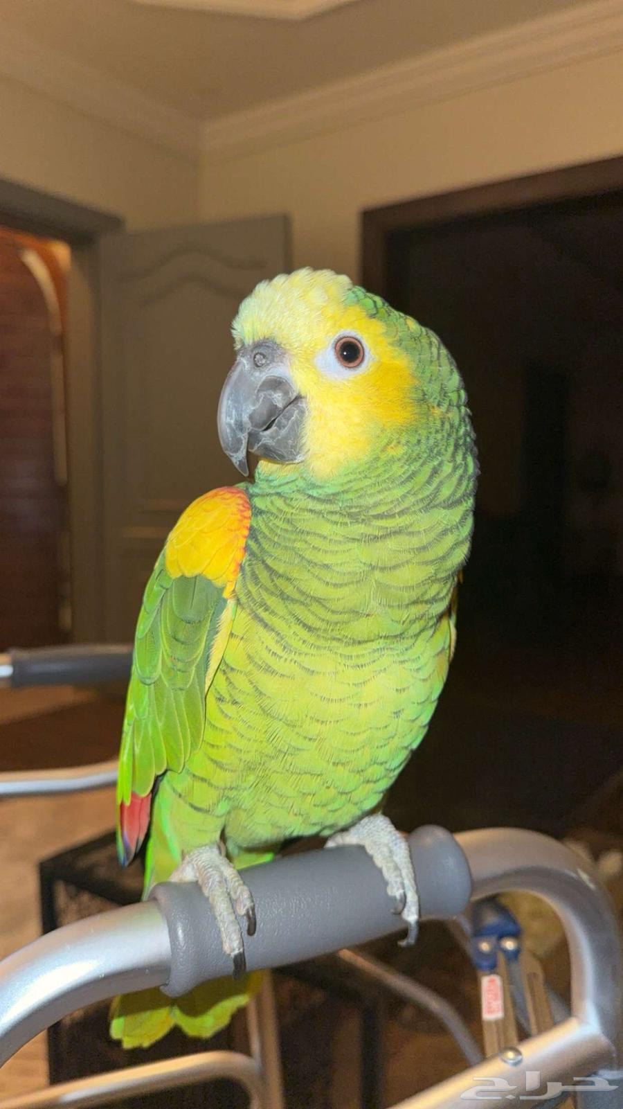 Amazon Blue Fronted Jaco Parrot64408751566337113