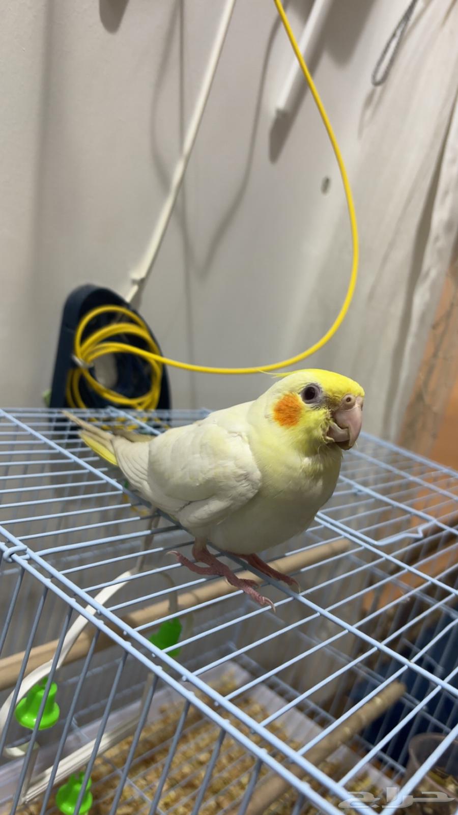 Tame Latino Crow (Sold)64409283058561114