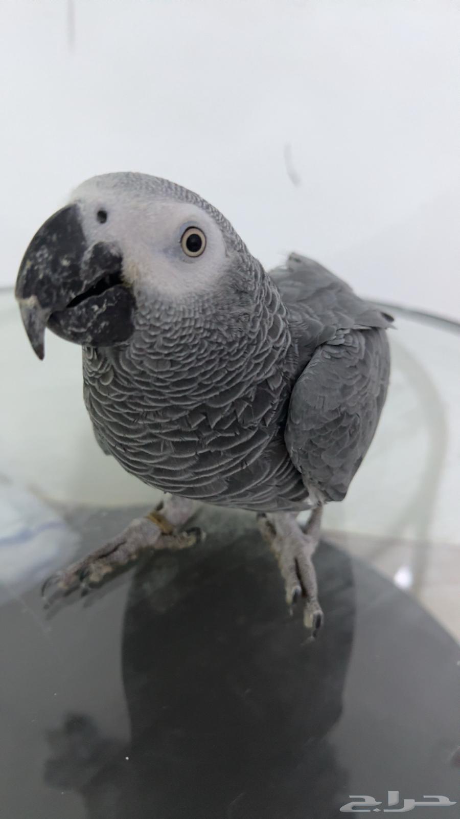 ببغاء كاسكو للبيع جده64409394330883111