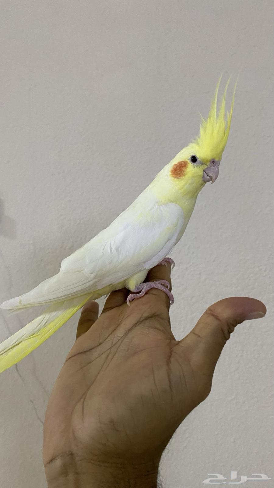 Crown Pair64410116356226114