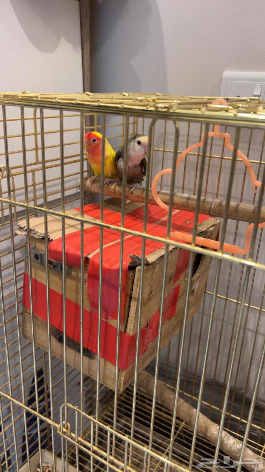 طيور روز64405778105475111