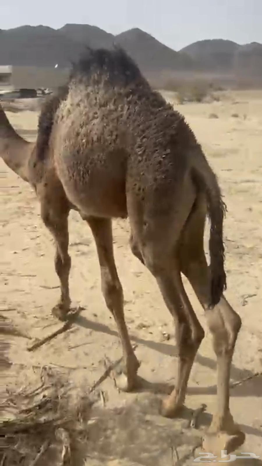 قعود لباني على حليب امه اثمان64408920072321111