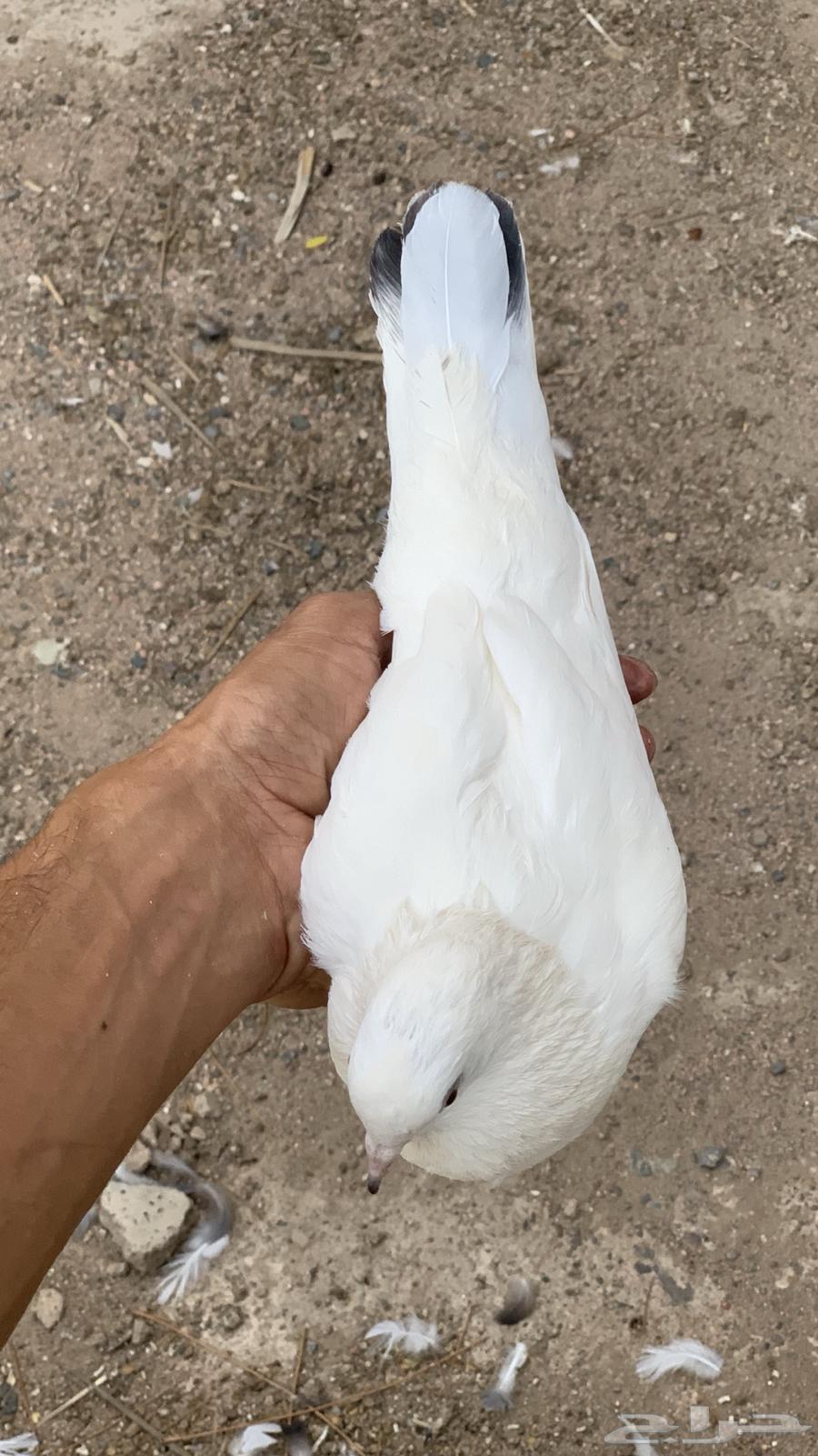 حمام باكستاني64408878236547114