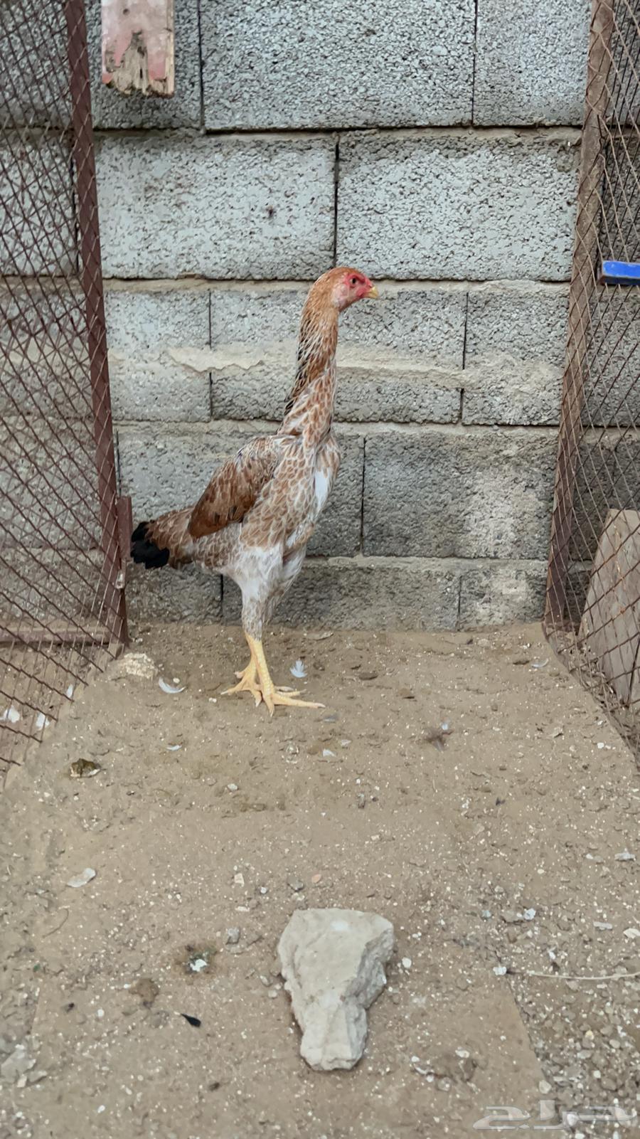 دجاجه شامو الماني64406110510339114