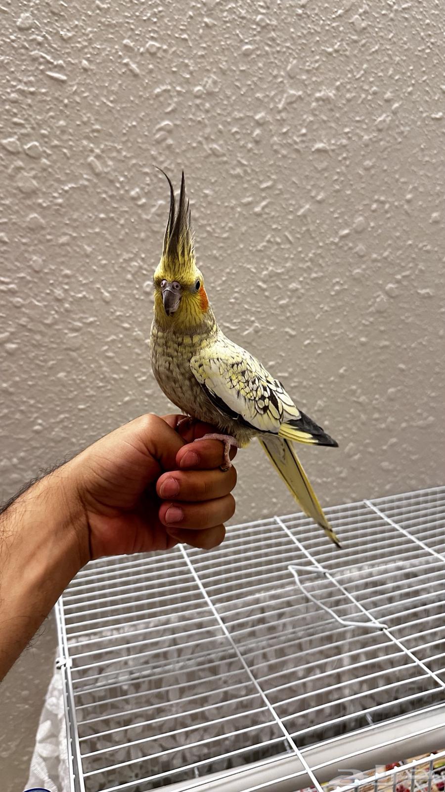 للبيع كروان ذكر هدد64406110518787111