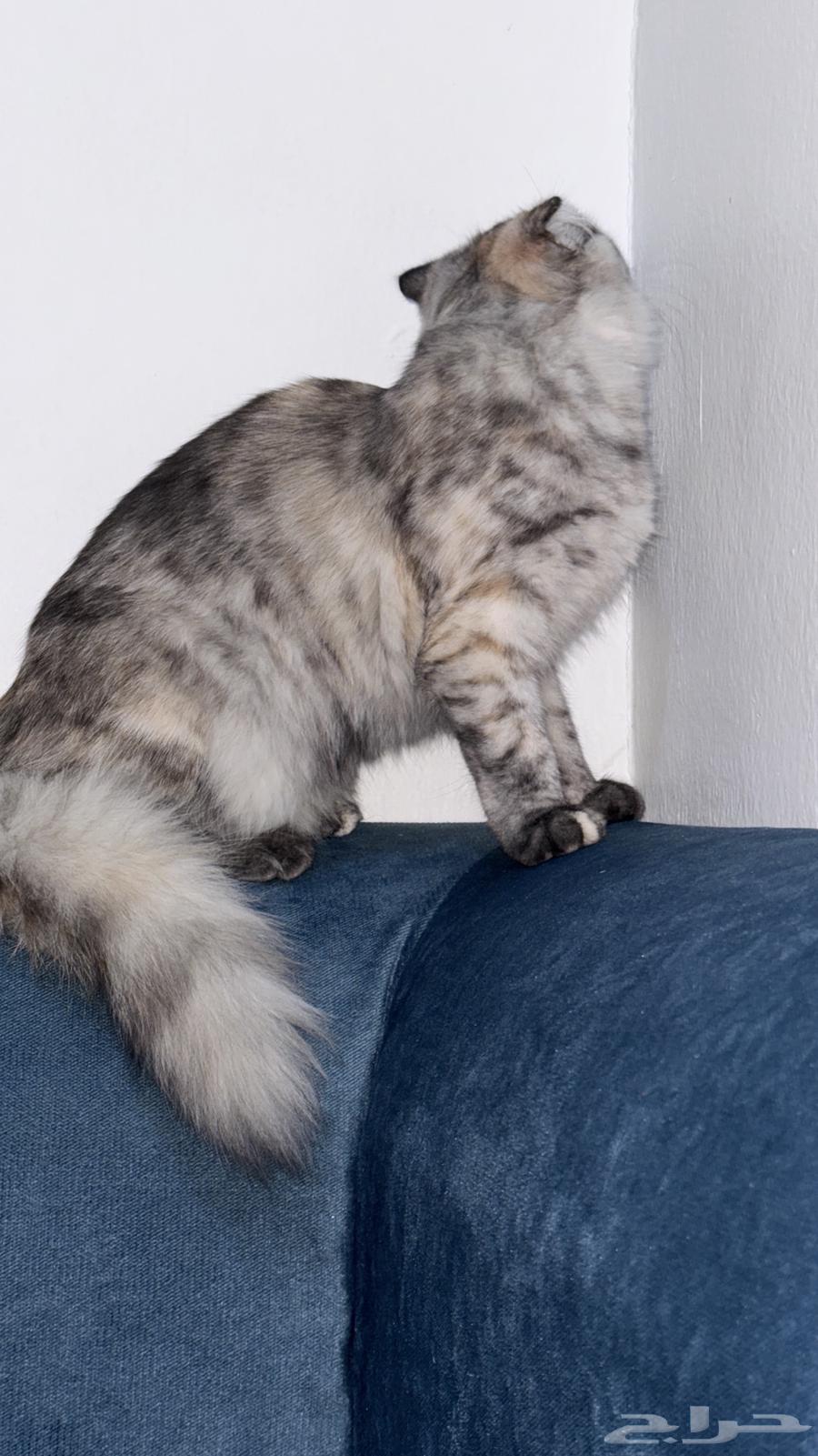 قططه للبيع64411942305793111