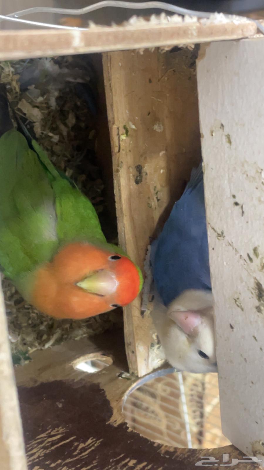 طيور روز بعنيزة للبيع64410116289282111