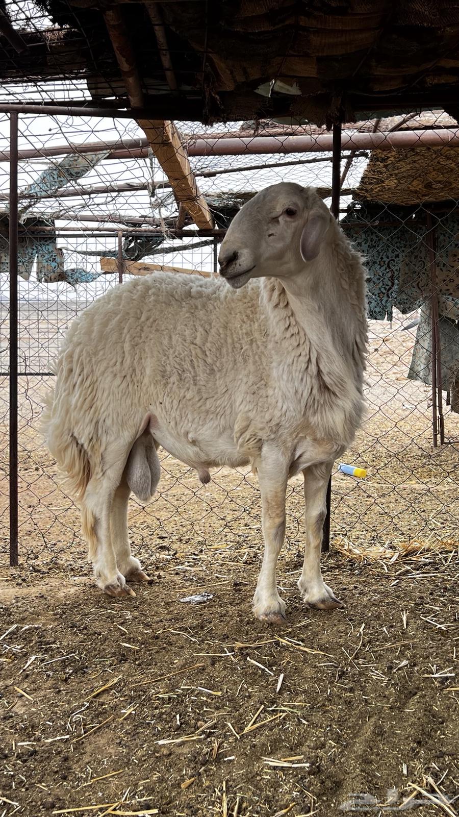 Highly Conditioned Trunk Class64408822317954110