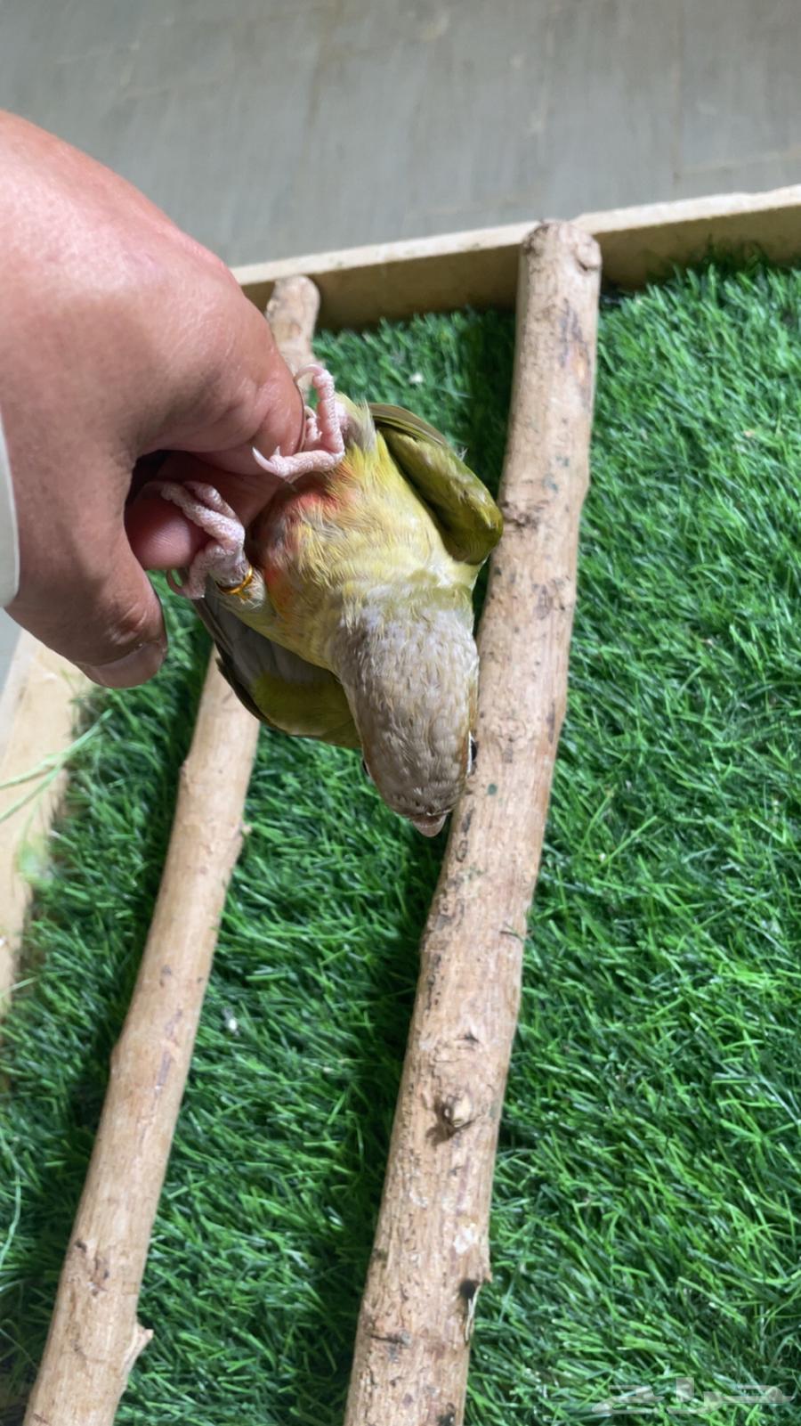 كنيور وليف فرخ ( تم البيع )64411781866498114