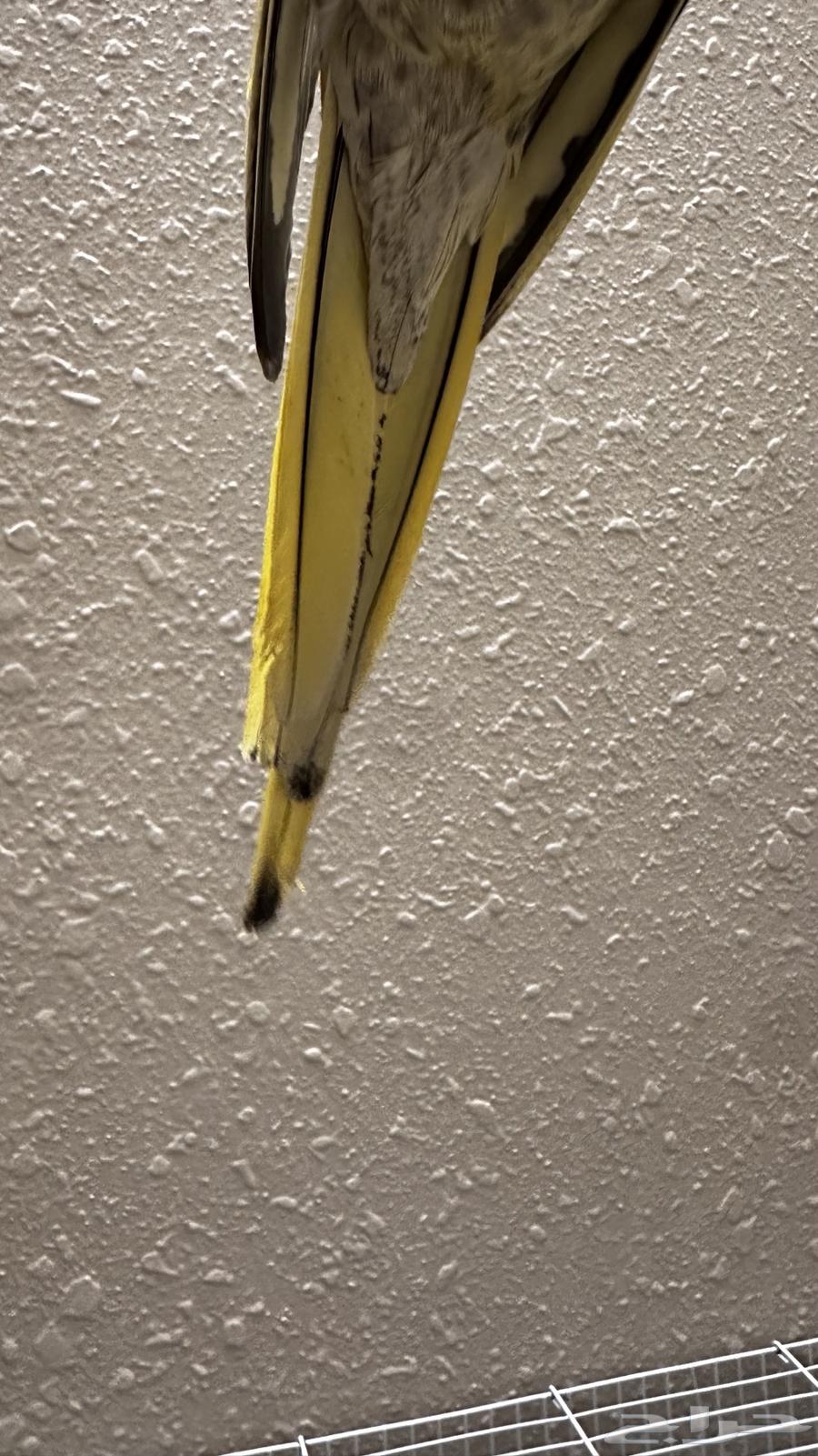 للبيع كروان ذكر هدد64406110518787110