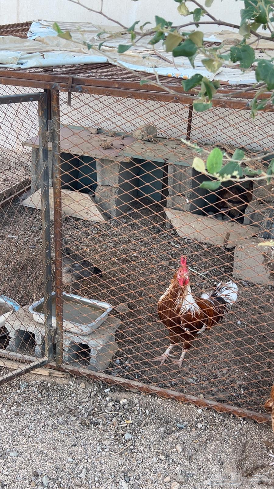 دجاج مع شبكه للبيع رفائع الجمش64409227072130110