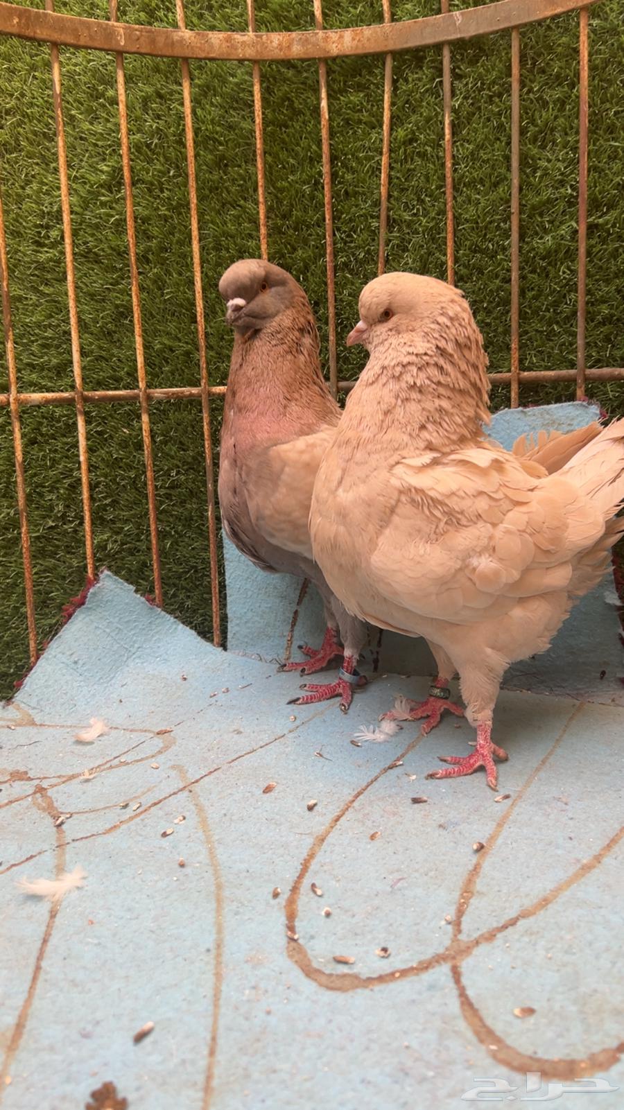 جوز كنق للبيع64405167337602113